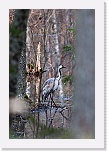 3 kurki Grus grus 5991 * 600 x 900 * (375KB)